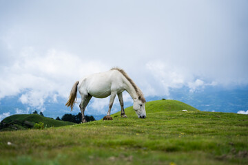 Naklejka premium When a white horse grazes and moves across a green meadow, its gait is filled with purity and grace.