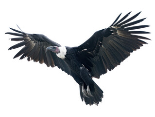 A majestic Andean condor soars through the sky with its wings spread wide, showcasing its powerful physique and striking black and white plumage.