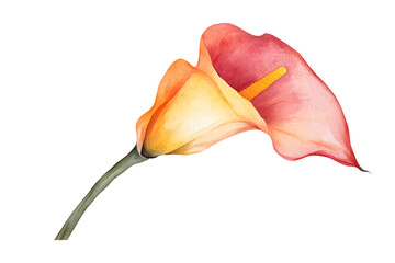 Fototapeta premium Single calla lily flower watercolor illustration isolated on white background