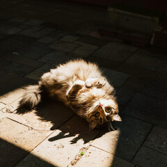 A fluffy cat rolling around in a sunbeam