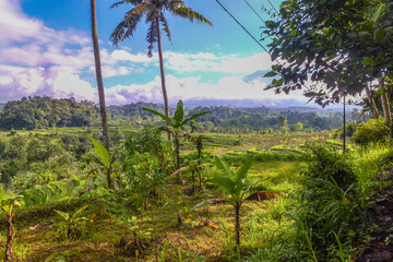 The Güne side of Bali, Güne rice terraces in the original Bali. Rice cultivation surrounded by...