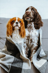 Cavalier King Charles Spaniel and Springer Spaniel resting on the sofa