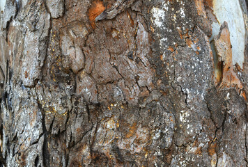 Eucalyptus tree bark texture, Bark of eucalyptus tree, seamless texture, a eucalyptus tree bark texture background image