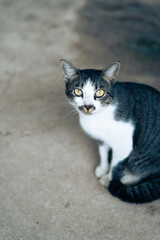 Cute cat sitting on concrete floor