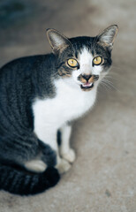 Cute cat sitting on concrete floor