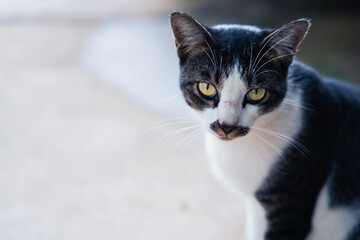 Cute cat sitting on concrete floor
