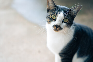Cute cat sitting on concrete floor