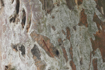 Eucalyptus tree bark texture, Bark of eucalyptus tree, seamless texture, a eucalyptus tree bark texture background image