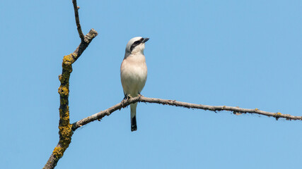 spotted woodpecker