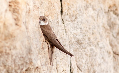 lizard on a wall