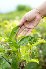 Woman's hand touching tea shoots