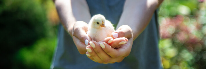 a female farmer holds a small yellow chicken in her hands.