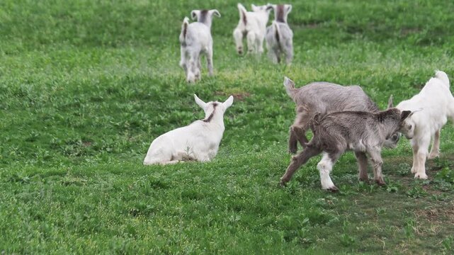 Goat kids playing on a green meadow in early spring