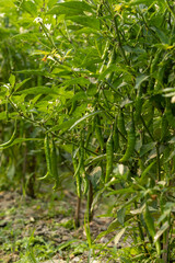 A lot of green chillies are hanging in the farmer's field. Image of morning mist drops and green chillies.