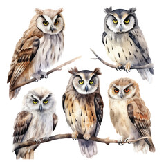 watercolor painting of owl four collection isolated