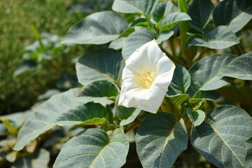 Datura or jimson weed flower closeup, Datura flower, also known as moonflower and jimson weed. Blooms in the evening and each flower only lasts for one day, White flower closeup