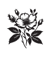 Fototapeta premium cherokee rose vector art graphic resources silhouette vector style, white background