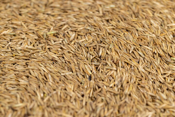 mixed seeds of perennial and annual grass for lawn