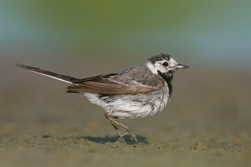 White wagtail (Motacilla alba)