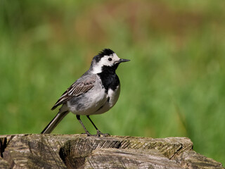 White wagtail (Motacilla alba)