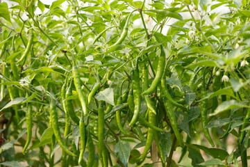 Ripe green chilli on a tree in Bangladesh. Green chili plant in agricultural garden.
