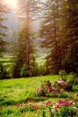 Morning in the woods. Pundrik Rishi Lake is situated in Upper Neahi village.  Eco Zone, Great Himalayan National Park Hidden amidst the breathtaking, Sainj Valley in Himachal Pradesh, India.
