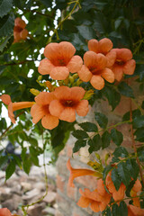 Campsis radicans also known as trumpet creeper, the trumpet vine, orange trumpet vine flower, Bright orange flowers of Campsis radicans, orange flower closeup shot, Chakwal, Punjab, PakistanC