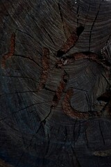 Background of Dark brown wood surface 
