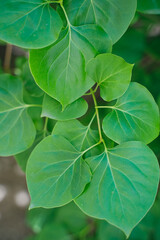 Lilac leaves close up. Heart shaped leaves