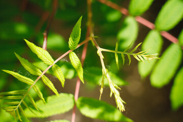 Rowan leaves close-up. Sunlight falls on the leaves