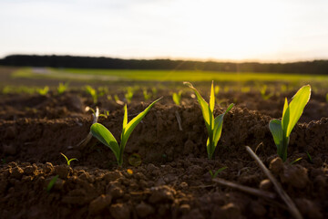 sunset in a field with young corn sprouts in a fertile field