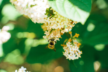 A bumblebee pollinates flowers. Close-up.