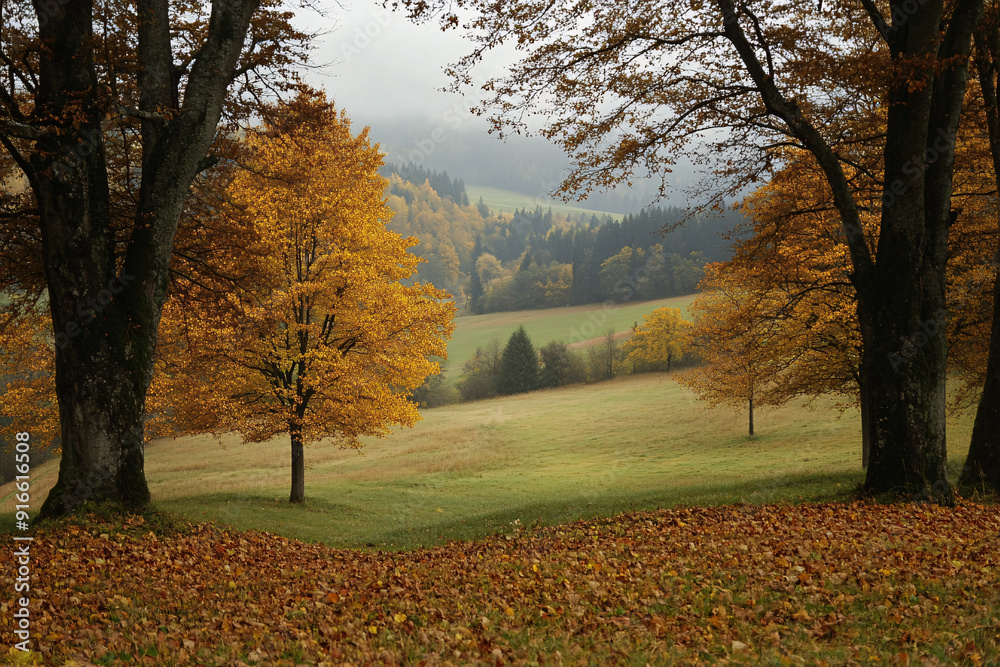 Wall mural A scenic autumn landscape with colorful trees and foliage, creating a peaceful and tranquil atmosphere. Suitable for nature, environment, and seasonal content.