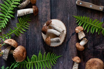 Cep or Boletus Mushroom growing on lush green moss in a forest, low angle view
