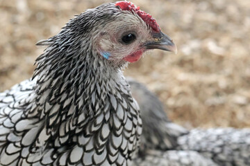 Rooster, hen on private farm in chicken coop close up. Comb and beak. Poultry farming and agriculture. Pure bred. 