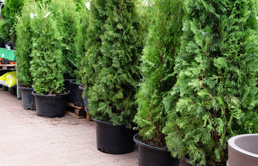 Potted evergreen trees in a garden center.