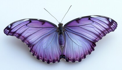Obraz premium Morpho butterfly showing its beautiful purple wings