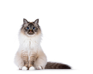 Obraz premium Charismatic young adult Sacred Birman cat, sitting up facing front. Looking towards camera with blue eyes. Tail beside body. Isolated on a white background.