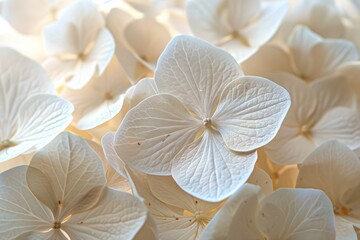 A close-up of a cluster of white and beige hydrangea blooms, showcasing the intricate details of the delicate petals and the subtle color variations.