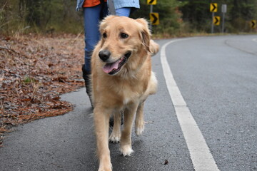 Autumn Walk With Dog