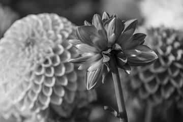 DAhlienblüte im Münsterland