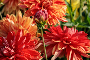 Bl&uuml;hende Dahlien in Westfalen