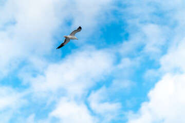 seagull on the shore in oslo city looking for food