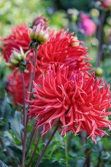 Blühende Dahlien in Westfalen