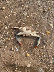 aesthetic crab on beach, wildlife on beach, animal on beach 