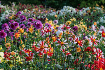 DAhlienbl&uuml;te im M&uuml;nsterland