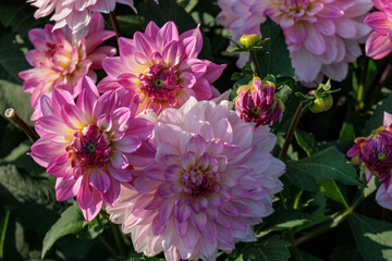 Obraz premium DAhlienblüte im Münsterland