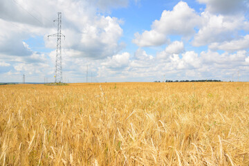 a field of wheat with a sky that has clouds and an electric tower 
