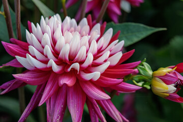 DAhlienbl&uuml;te im M&uuml;nsterland