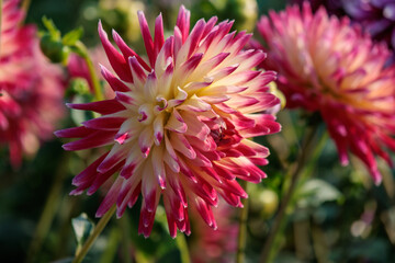 DAhlienbl&uuml;te im M&uuml;nsterland